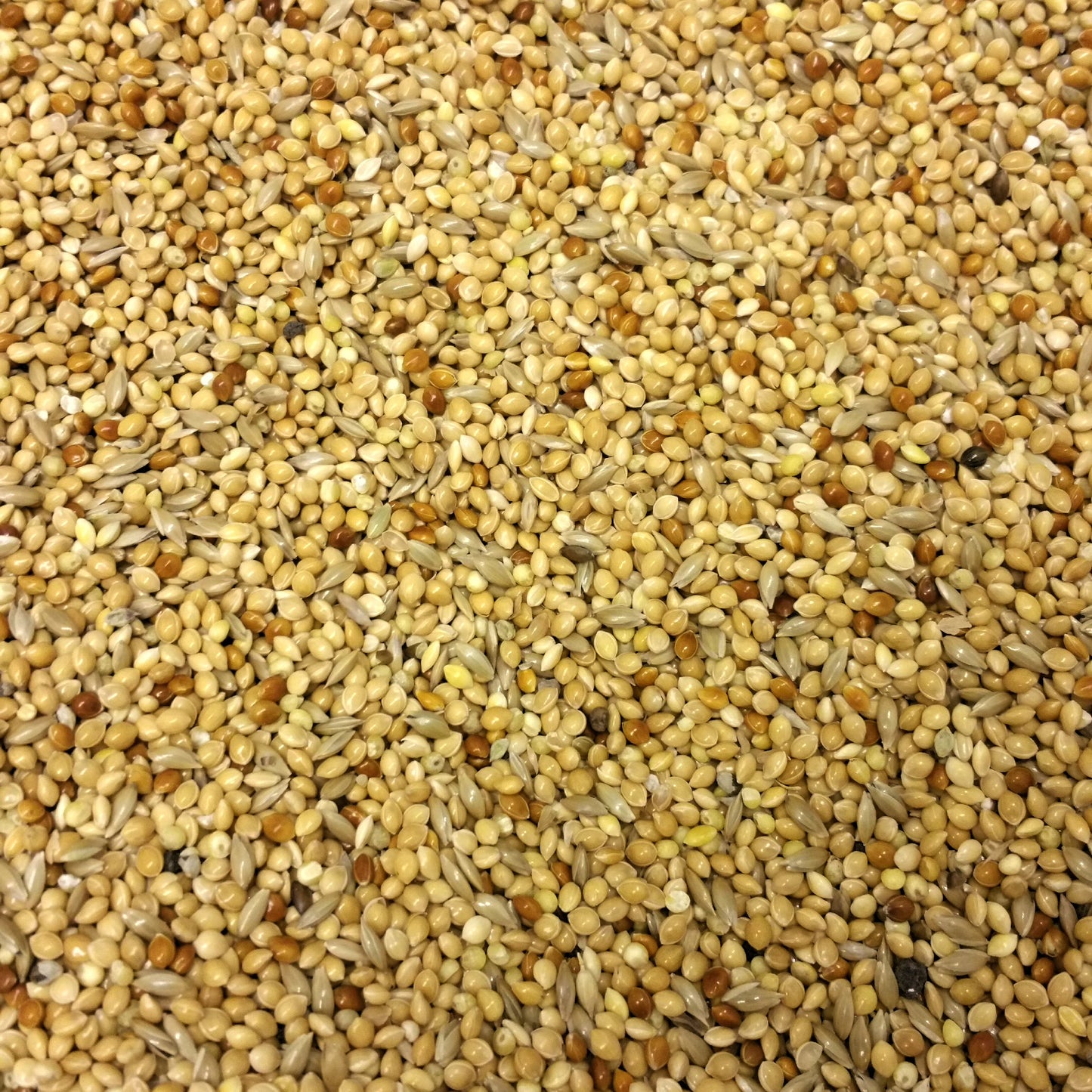 BestPets - Special Budgie Seed (20kg)