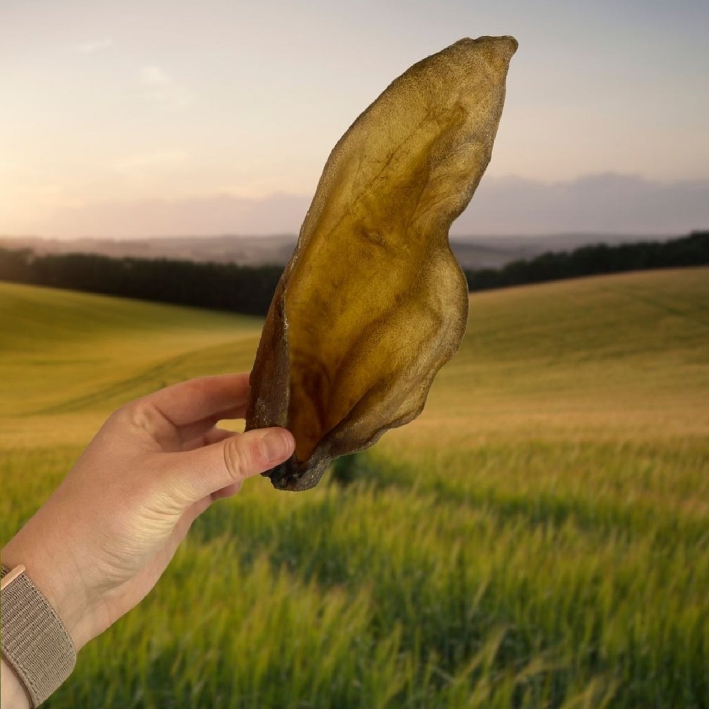 Paddock Farm - Large Buffalo Ears