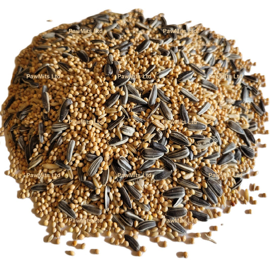 Exotic Bird - Cockatiel