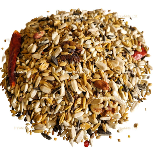 Exotic Bird - Conure Mix
