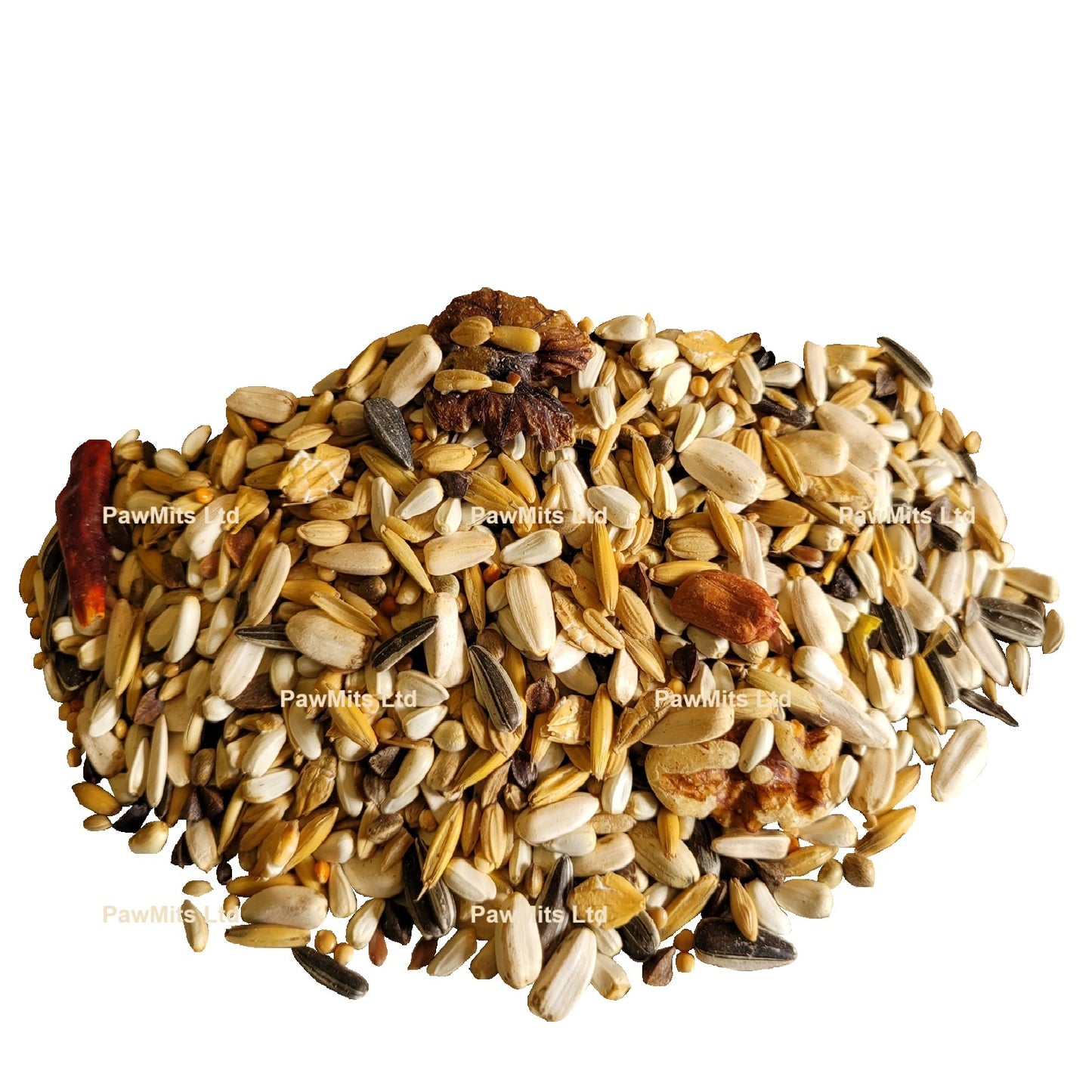 Exotic Bird - Conure Mix