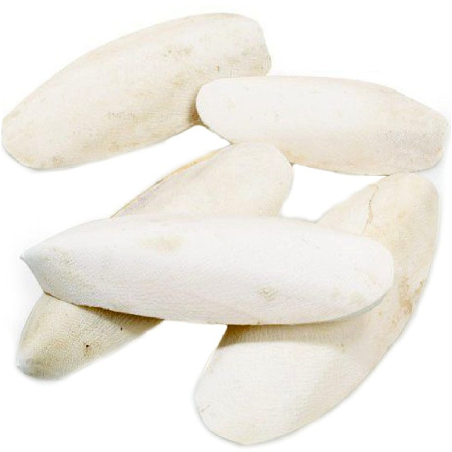Classic - Cuttlefish Bones