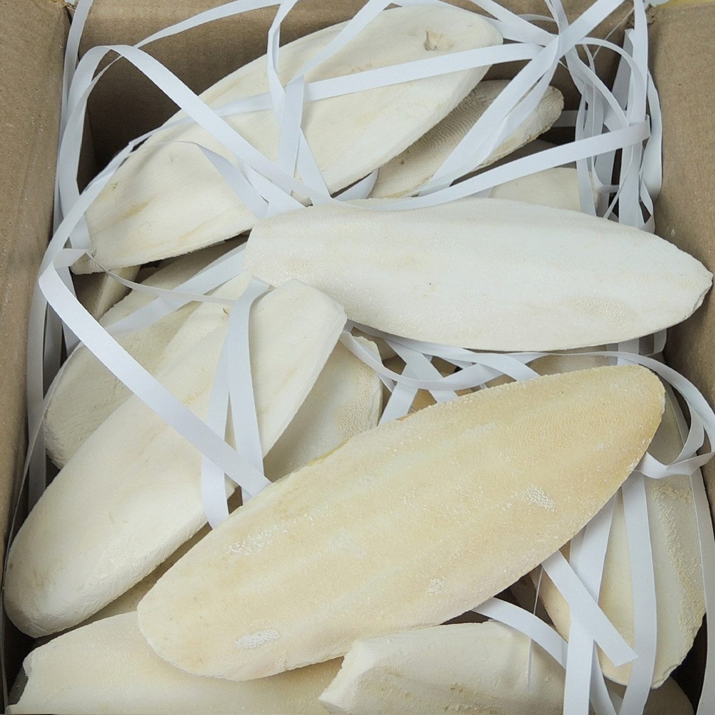 Classic - Cuttlefish Bones