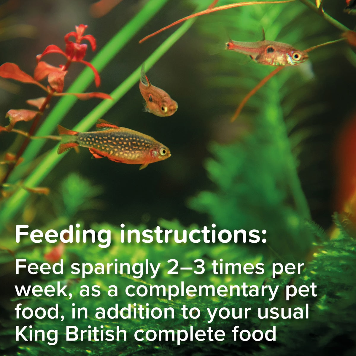 King British - Daphnia Treats (18g)