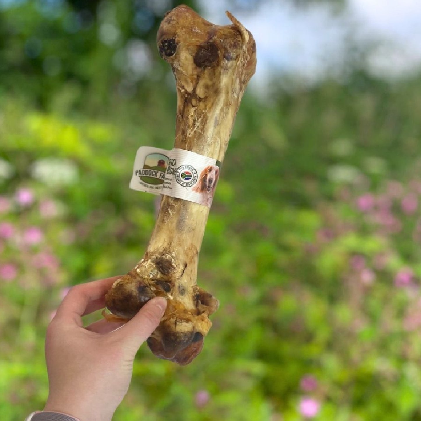Paddock Farm - Ostrich Dino Bone