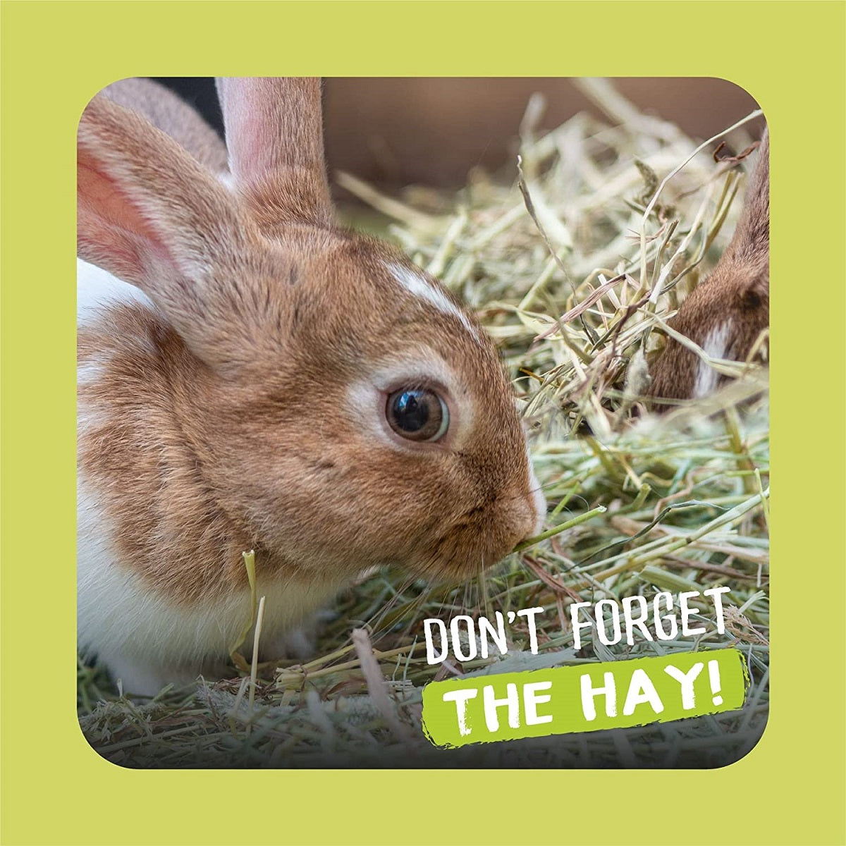 Excel - Feeding Hay 100% Timothy Hay