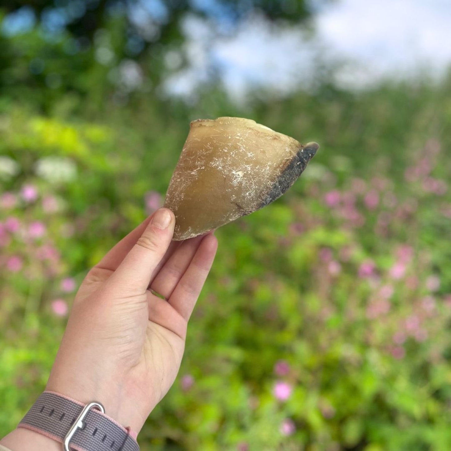 Paddock Farm - Empty Hooves