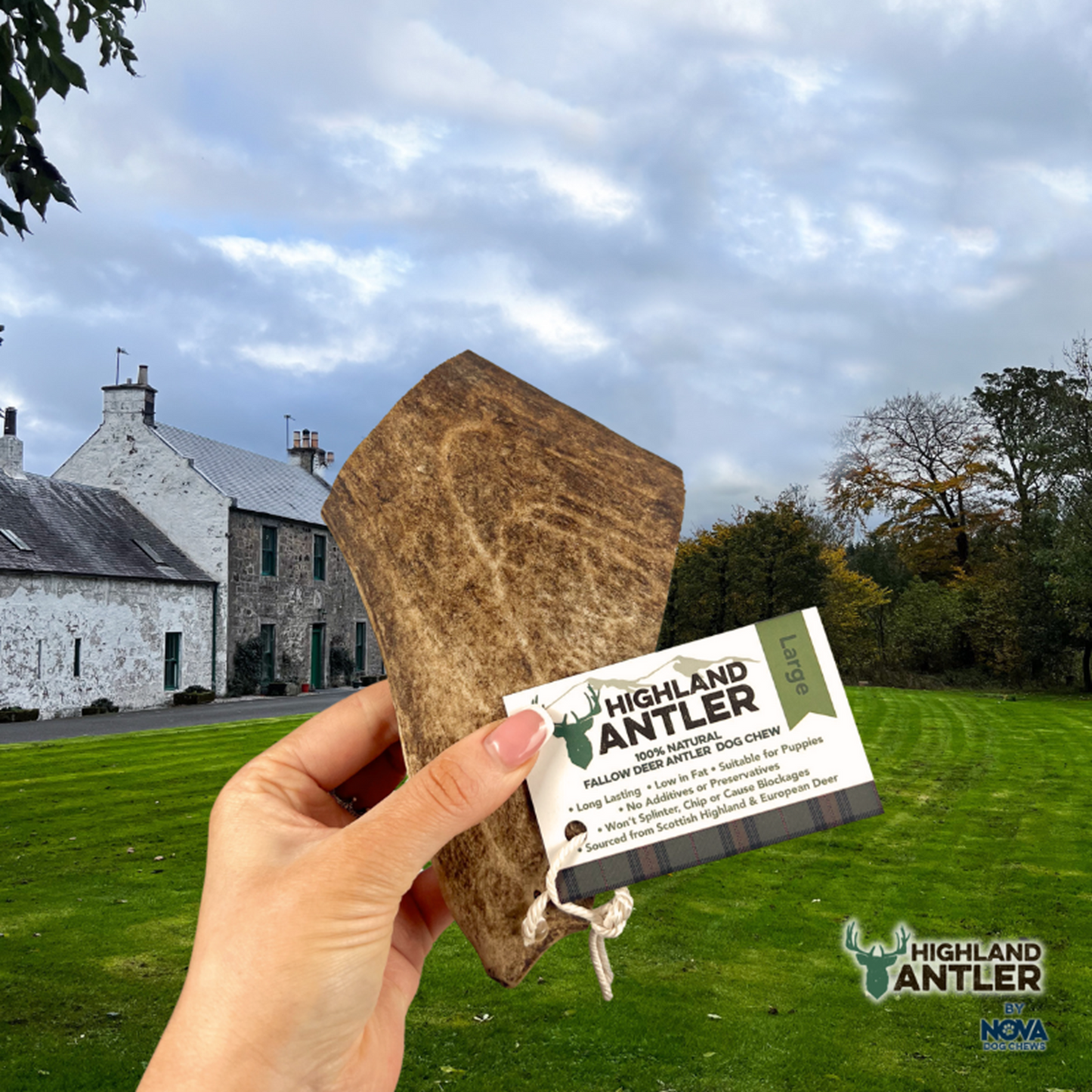 Highland Antler - Fallow