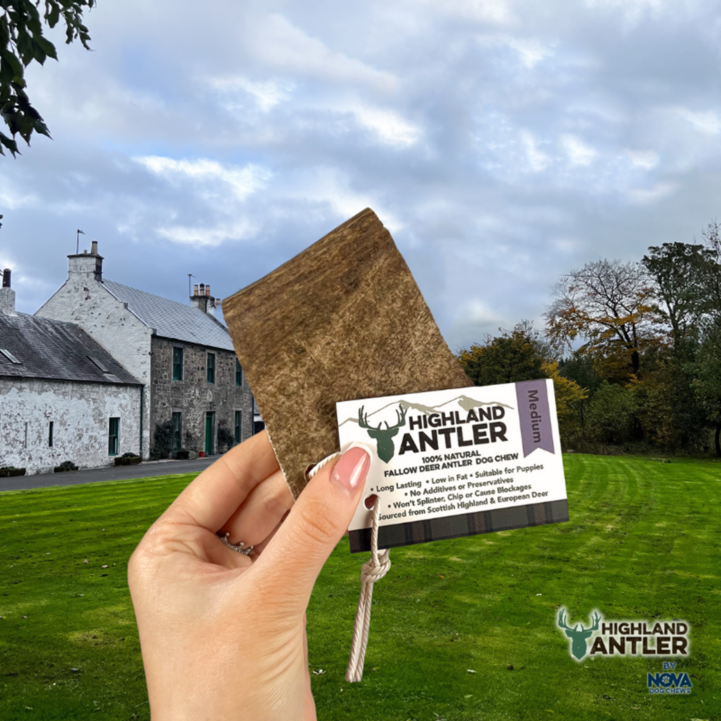 Highland Antler - Fallow