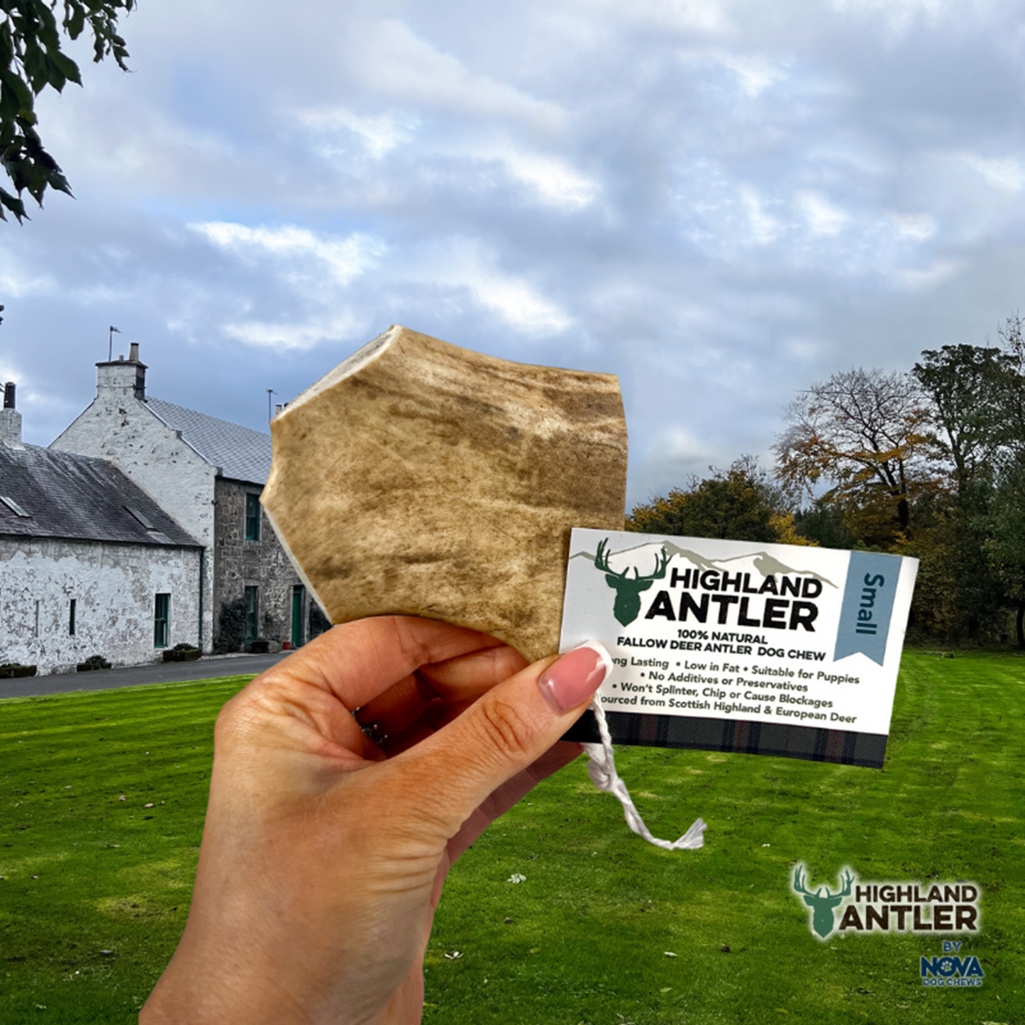 Highland Antler - Fallow