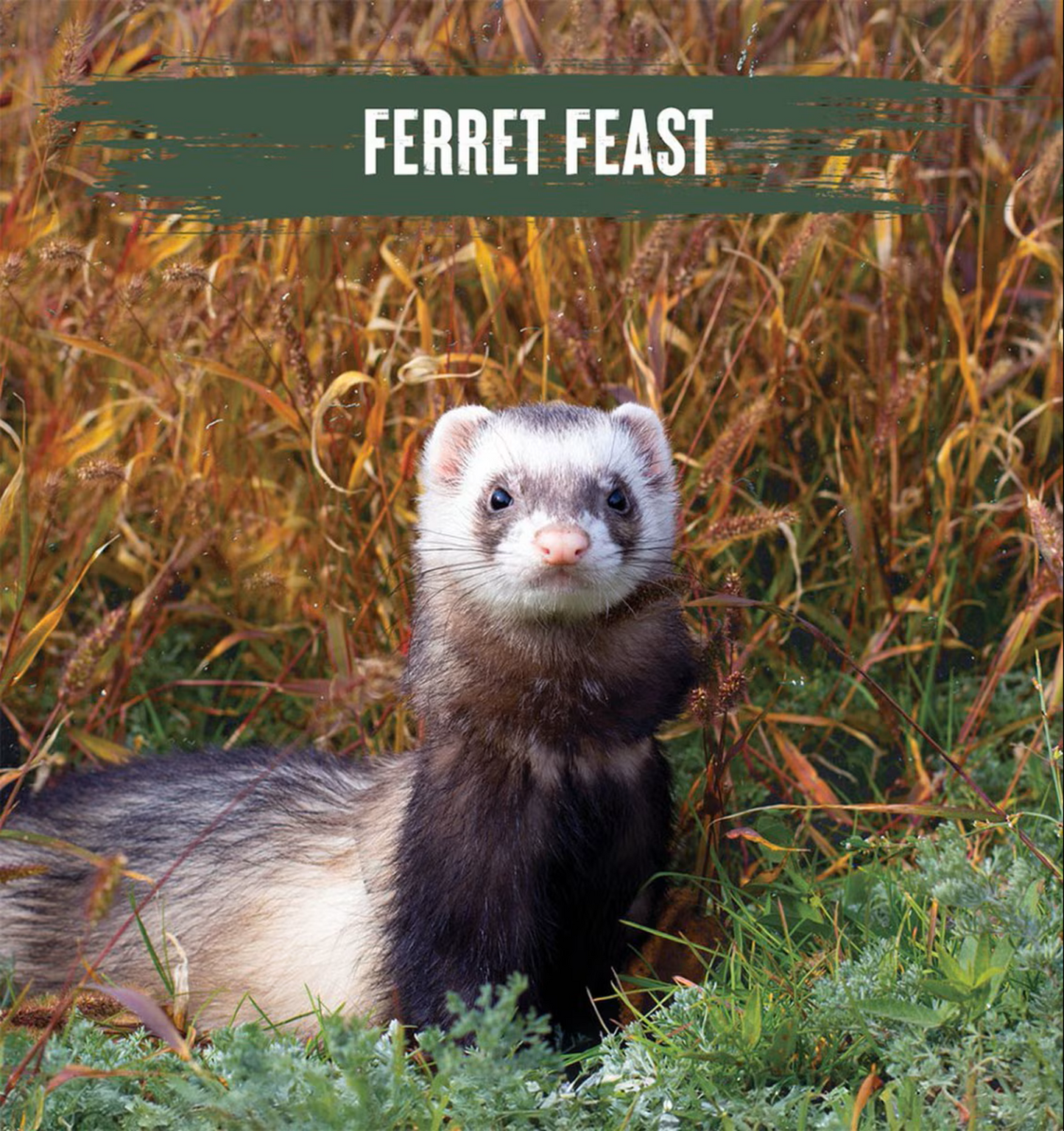Alpha - Ferret Feast