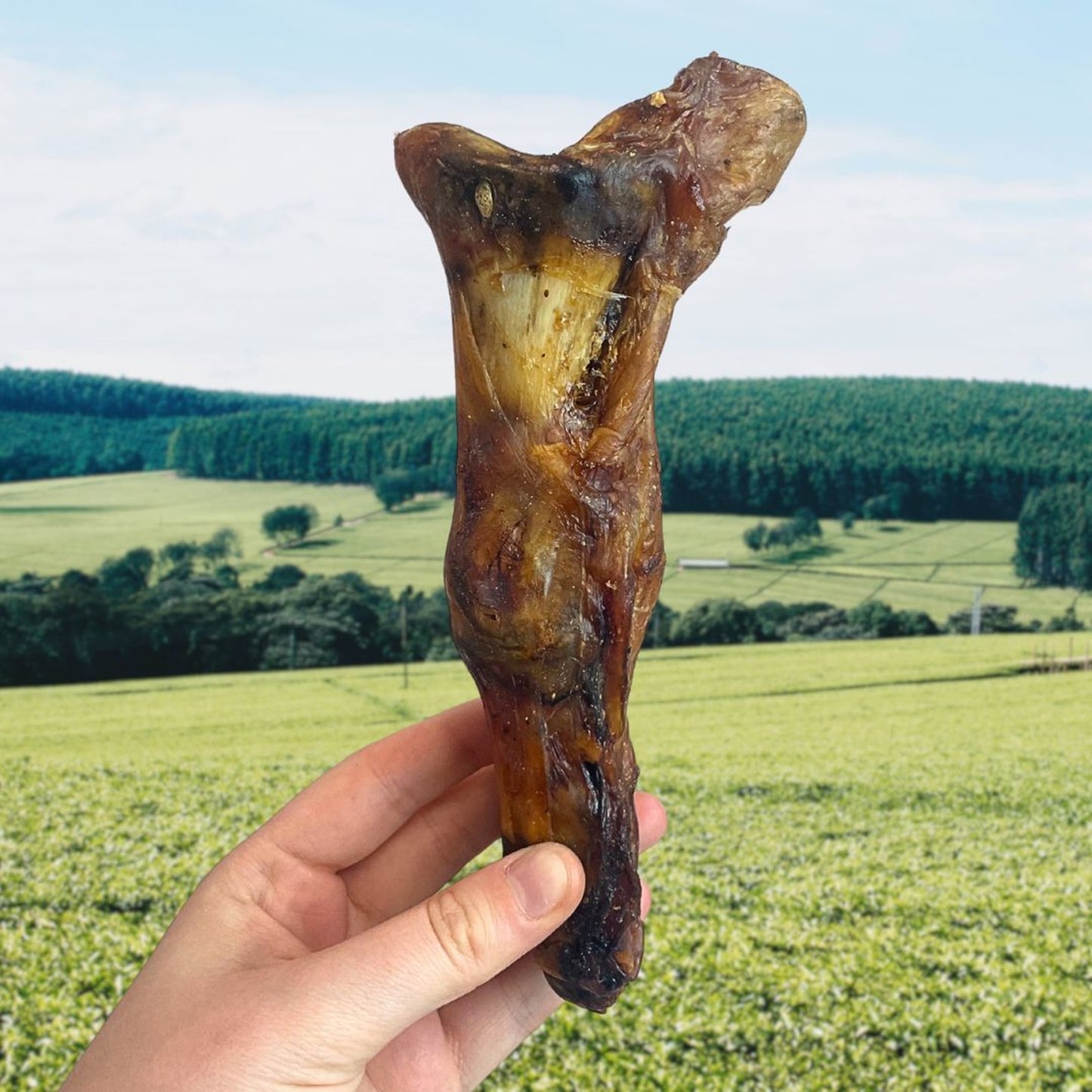 Paddock Farm - Ostrich Foot