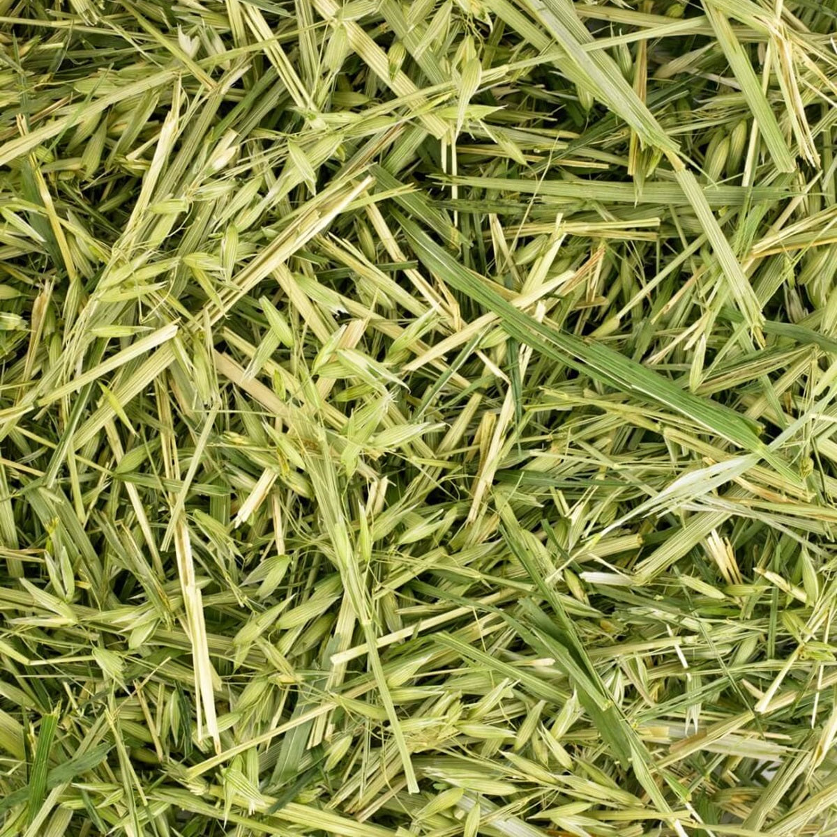 Friendly - Green Oat ReadiGrass (1kg)