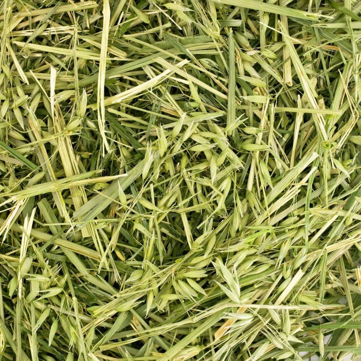 Friendly - Green Oat ReadiGrass (1kg)