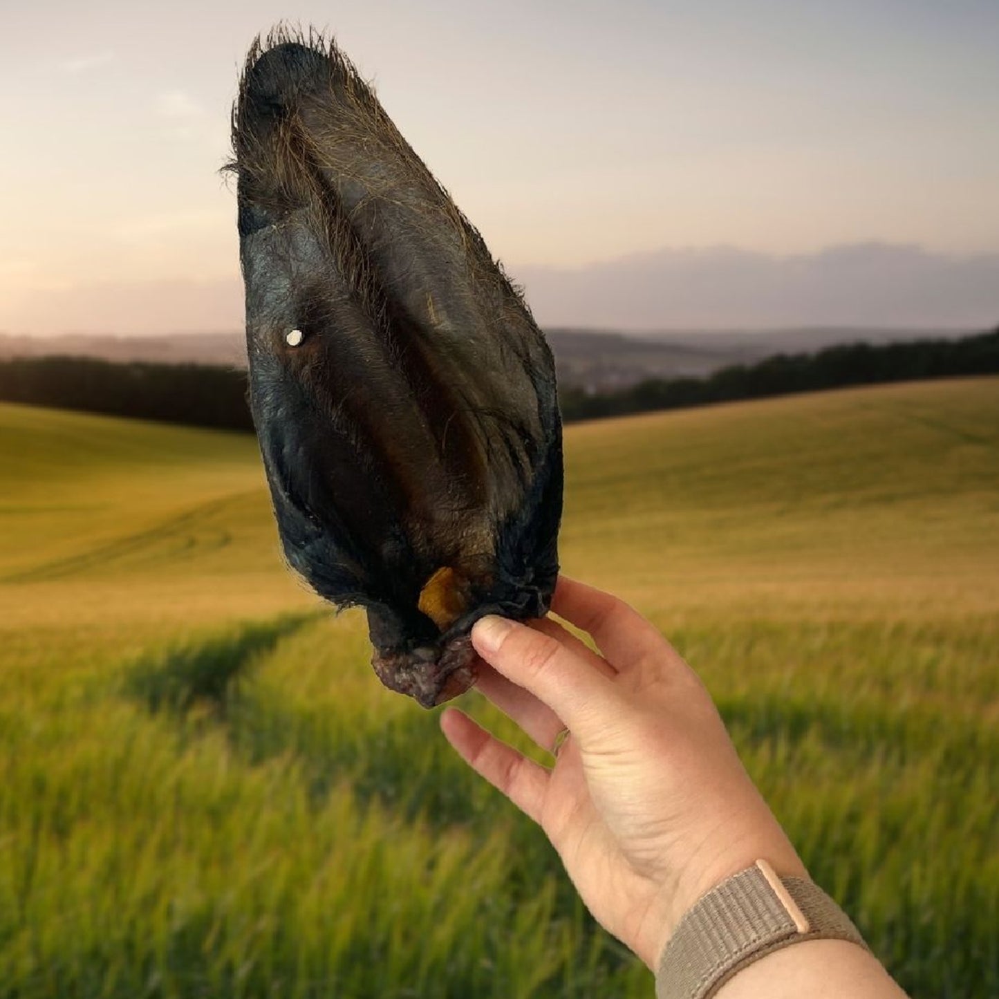 Paddock Farm - Hairy Buffalo Ears (50pk)