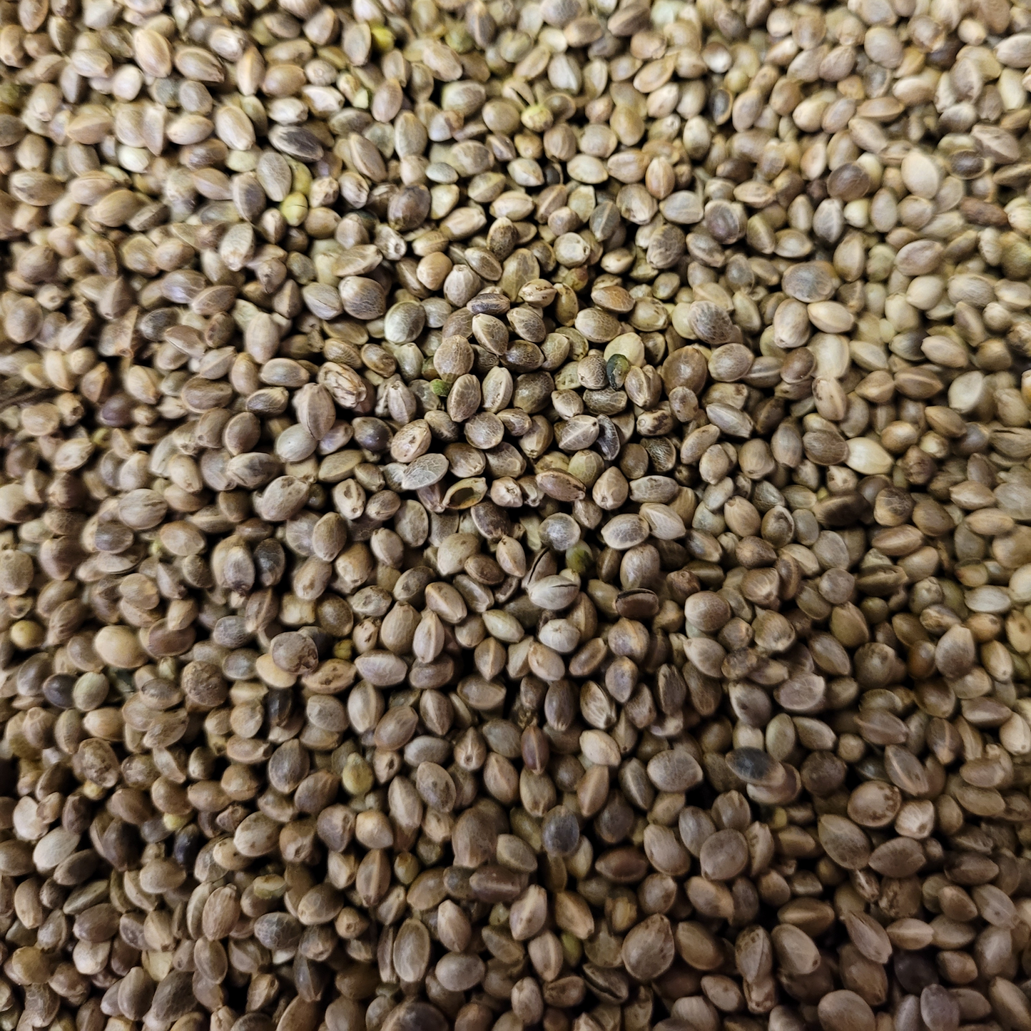 Hemp Seed