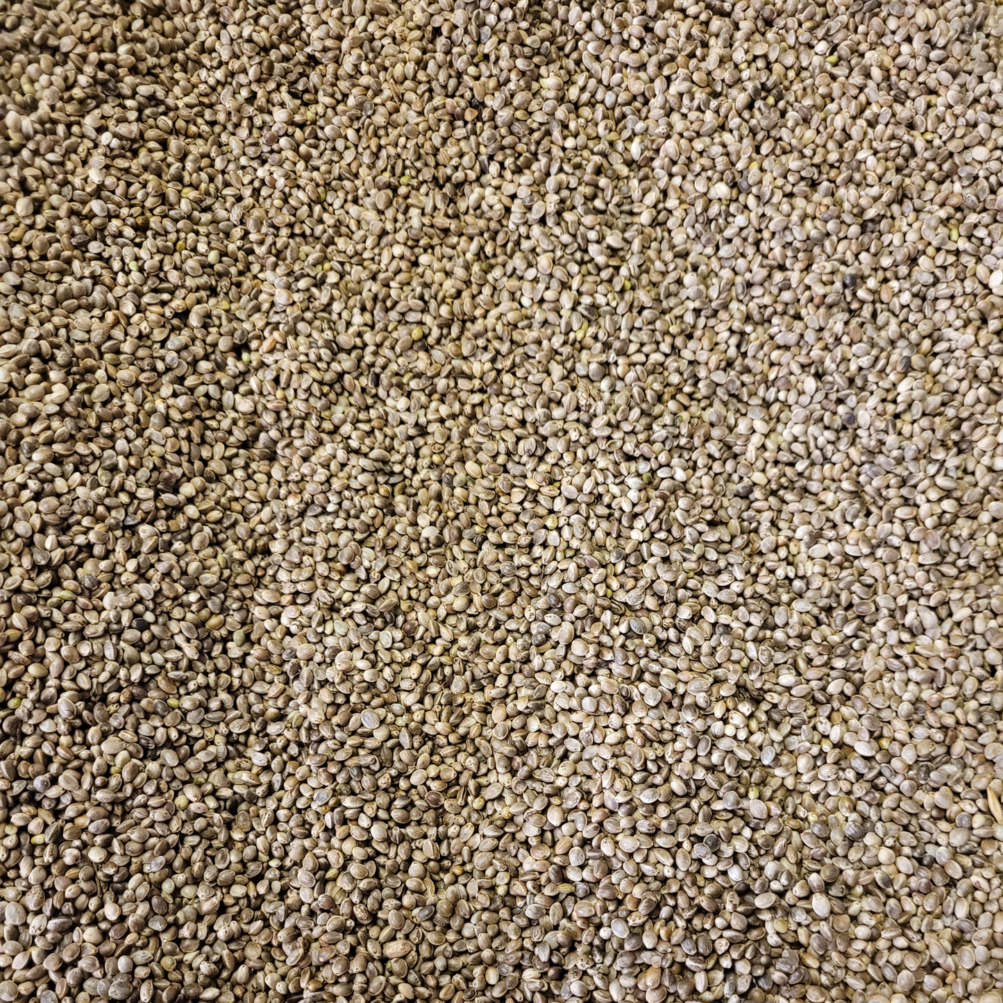 Hemp Seed