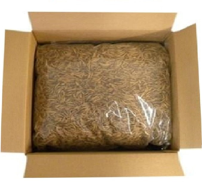 Dried Mealworms