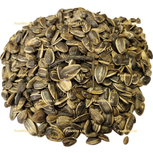 Medium Striped Sunflower