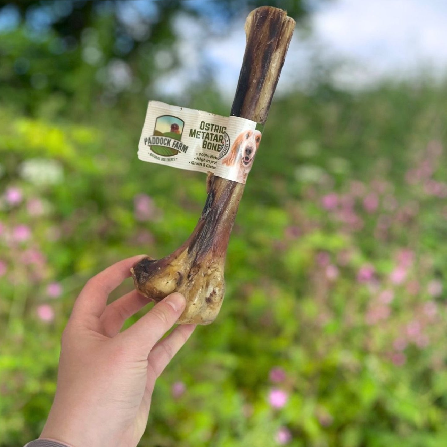 Paddock Farm - Ostrich Metatarsus Bone