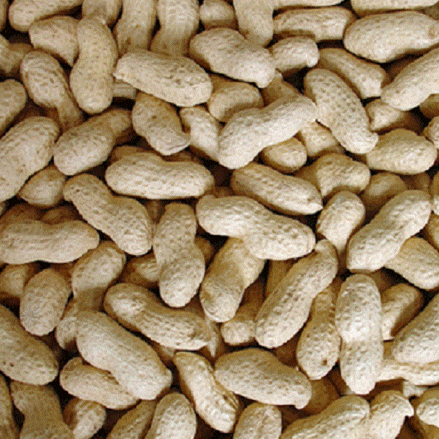 Bucktons - Peanuts In Shells / Monkey Nuts