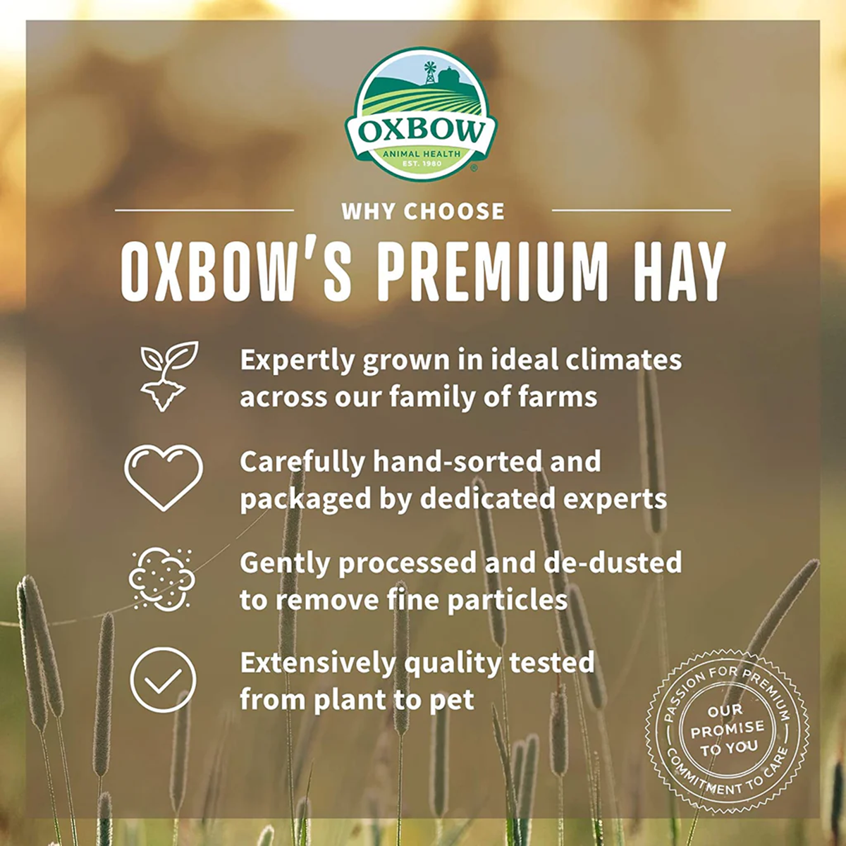 Oxbow - Western Timothy Hay