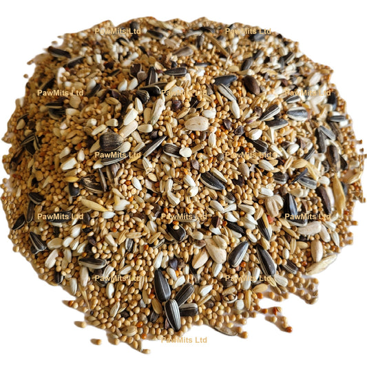 Exotic Bird - Parakeet & Lovebird