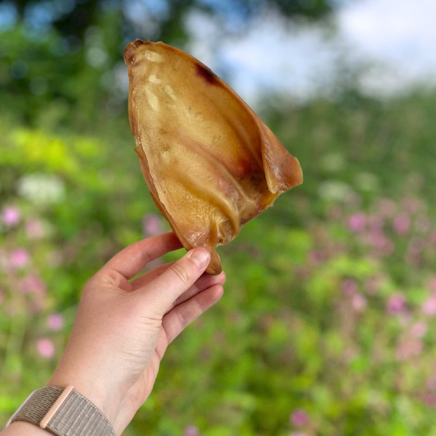 Paddock Farm - Large Pig Ears