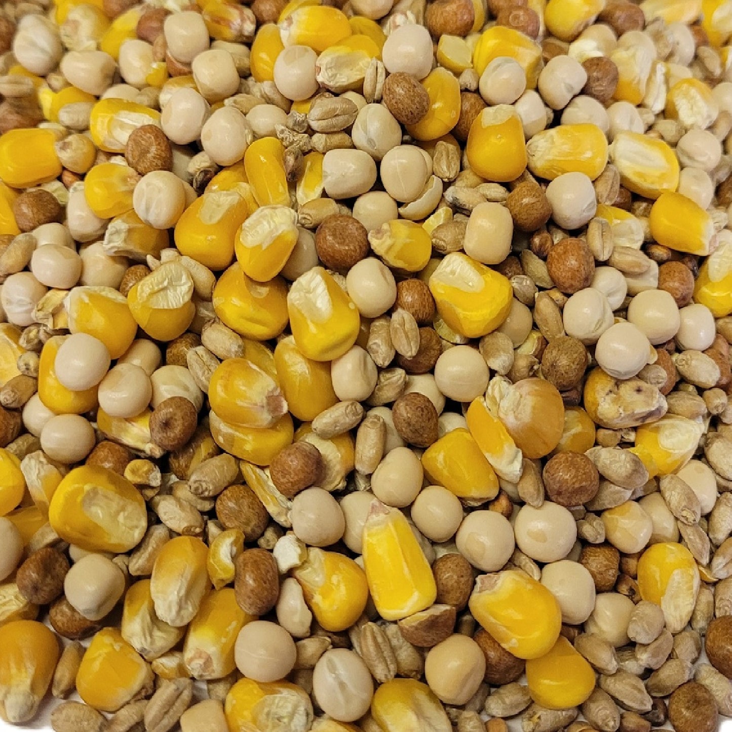 Pigeon Mix