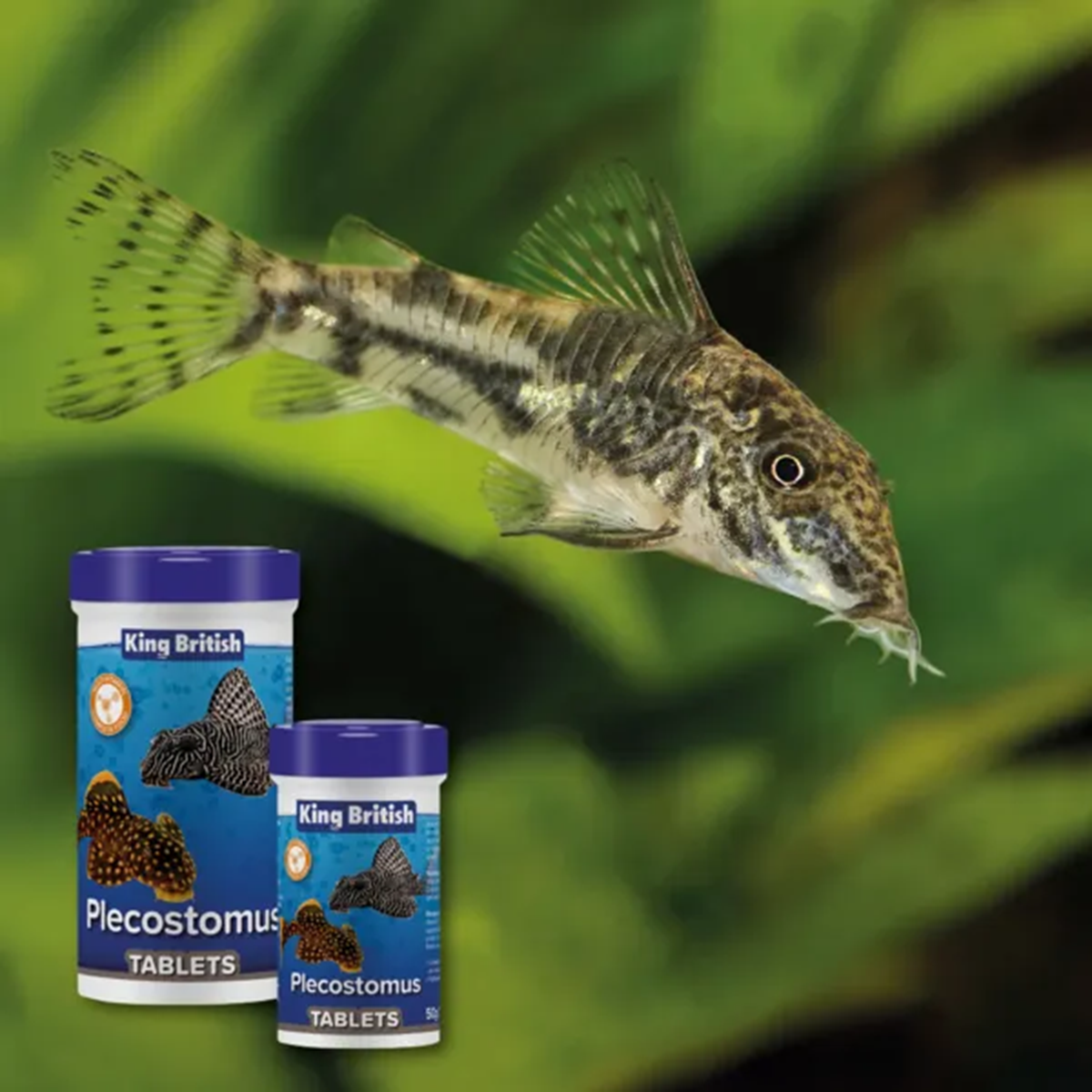 King British - Plecostomus Tablets