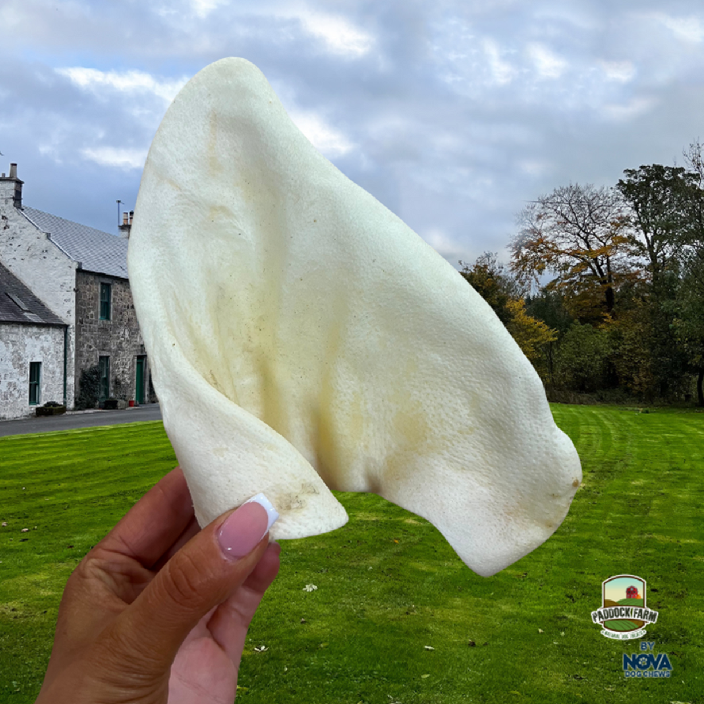 Paddock Farm - White Puffed Pig Ears (50pk)