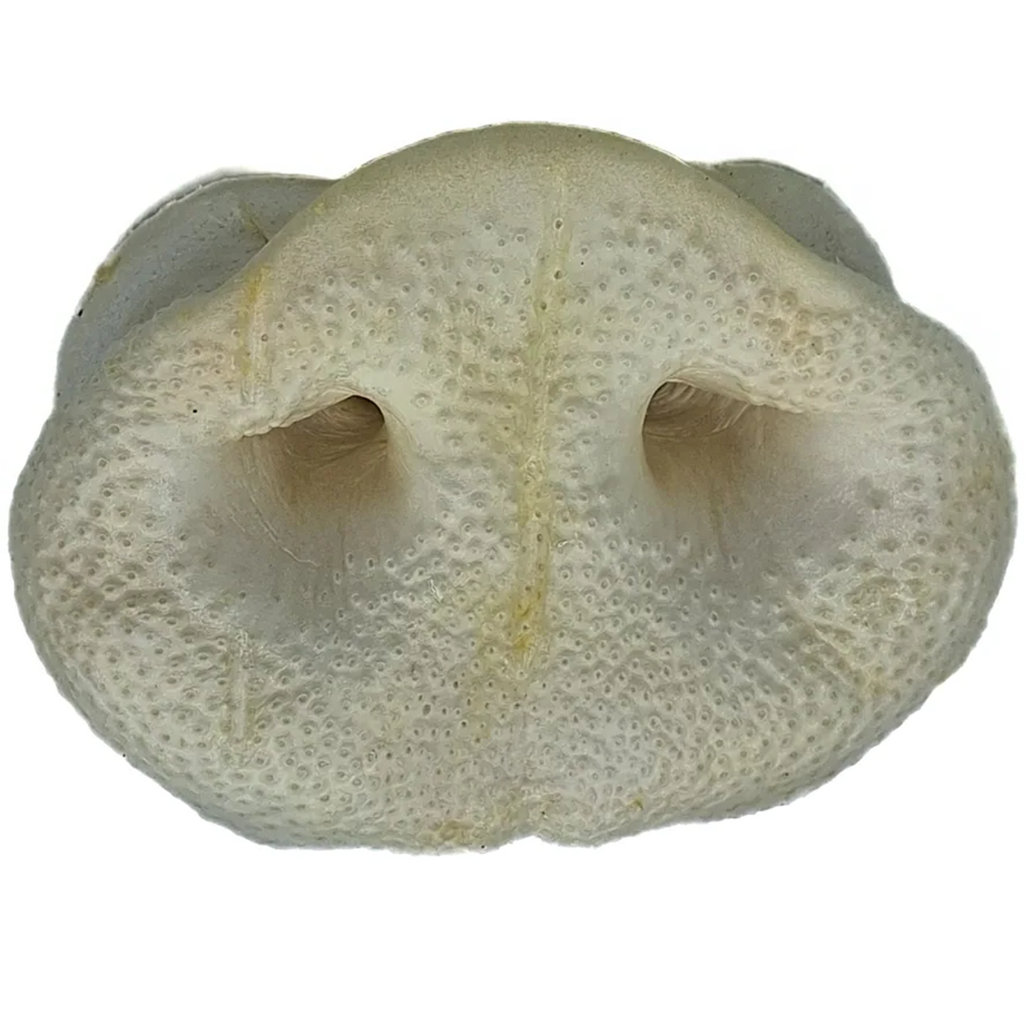 Paddock Farm - Puffed Pig Snouts