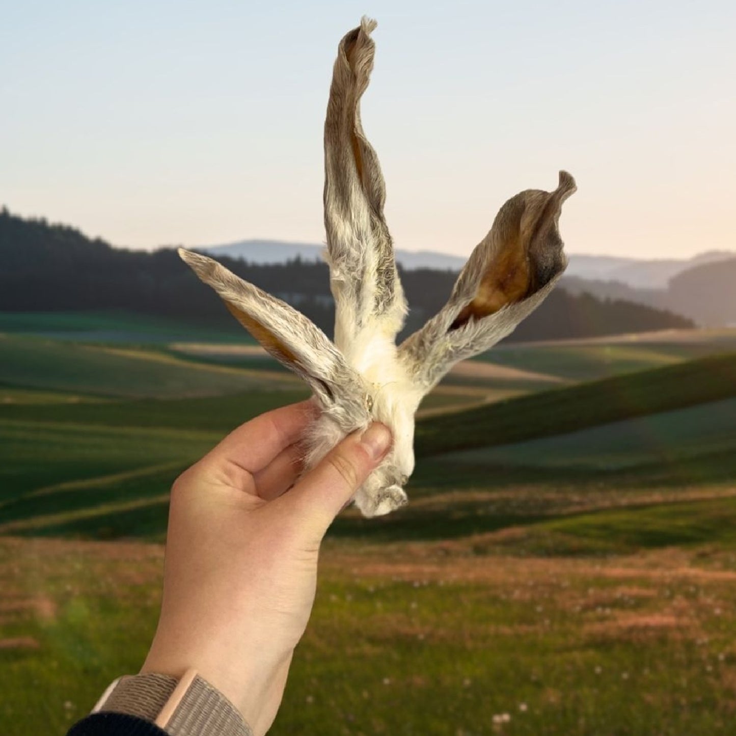 Paddock Farm - Rabbit Ears