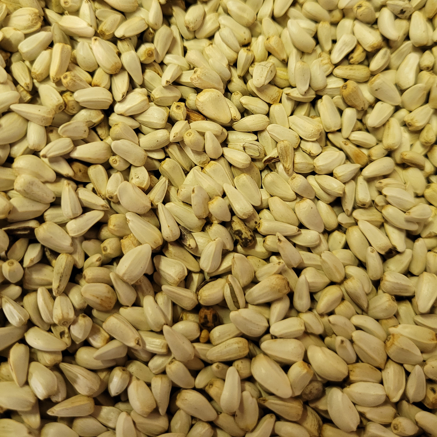 Safflower Seed