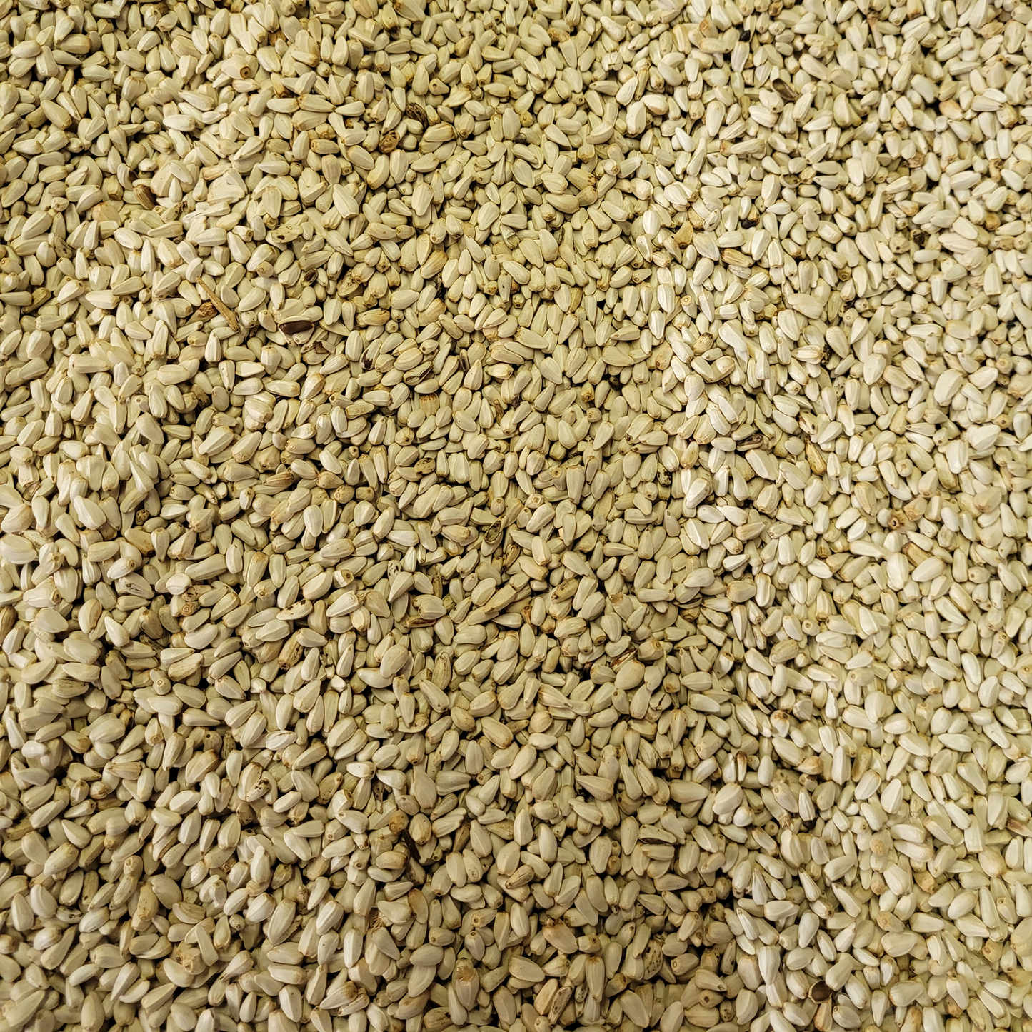Safflower Seed