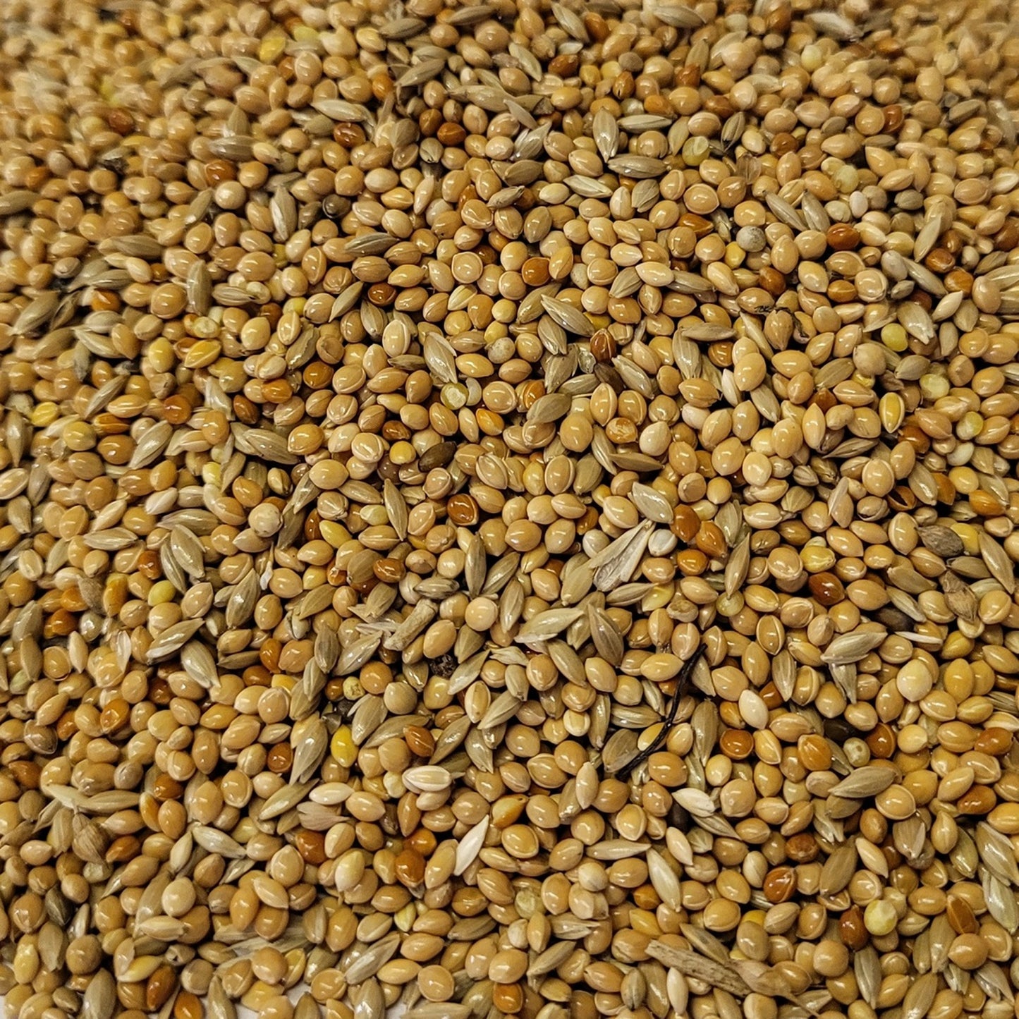 BestPets - Special Budgie Seed (20kg)