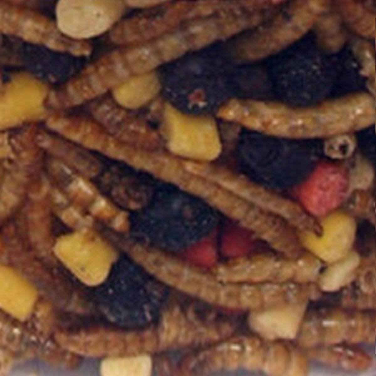 Supa - Suet Fruit Mealworm Platter (500ml)