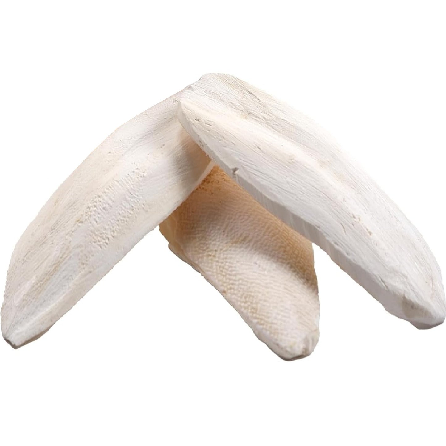 Little Friends - Trimmed Dried Cuttlefish Bones (3pk)