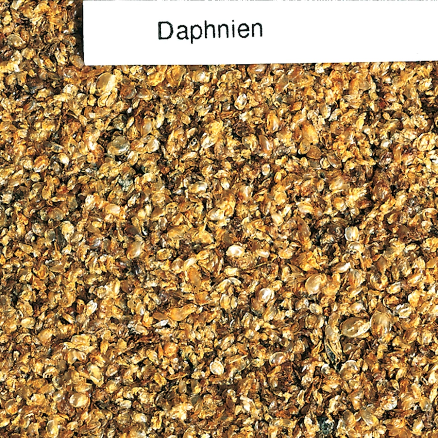 Tetra - Ornamental Fish Holiday (14 days)