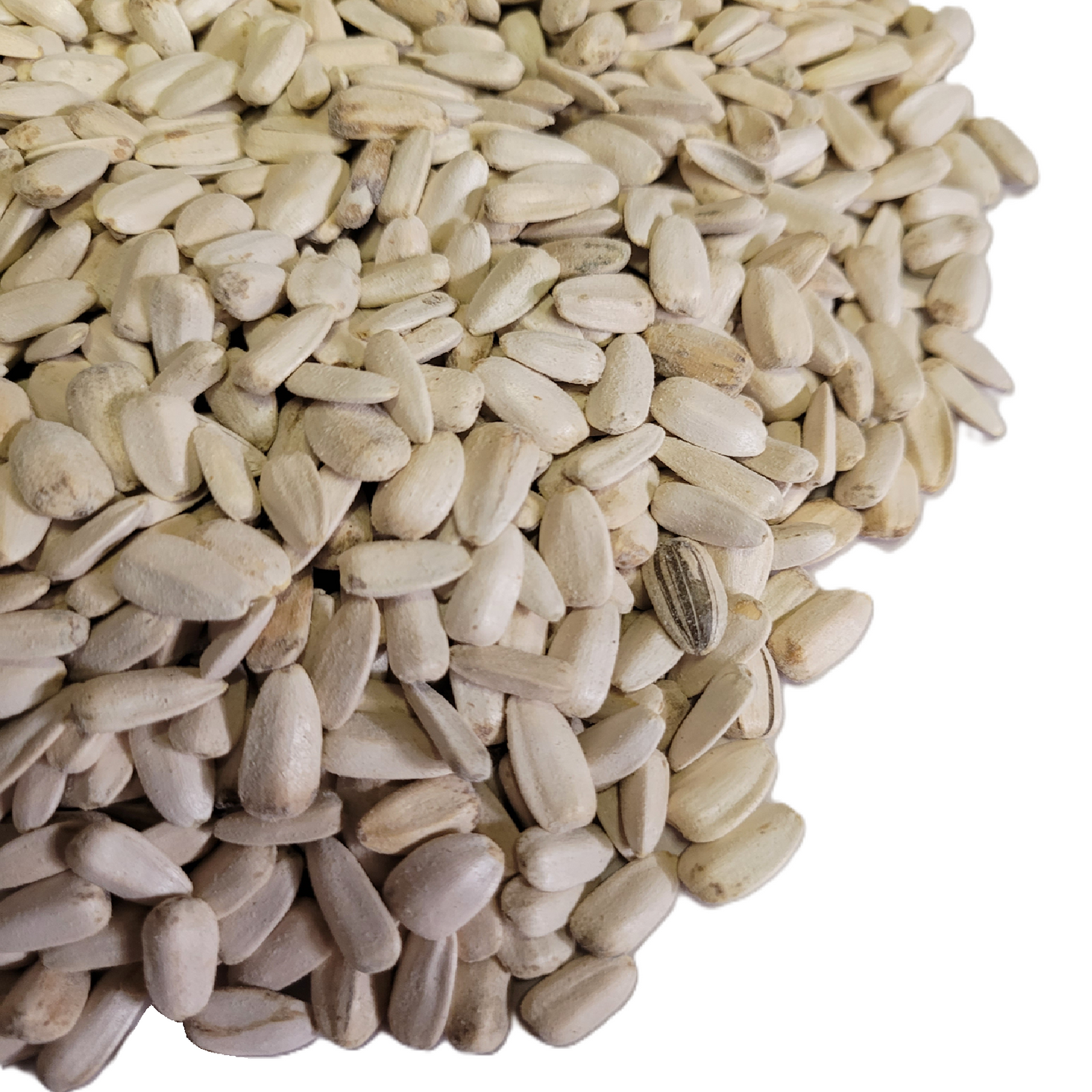 White Sunflower Seed