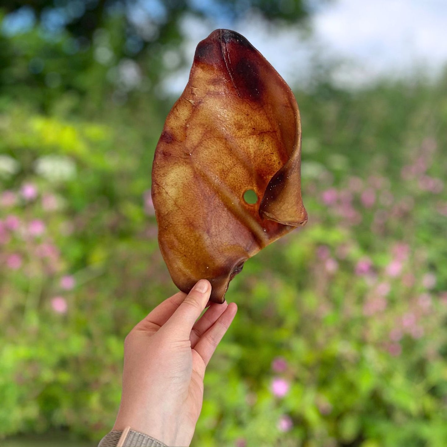 Paddock Farm - XL Pig Ears (50pk)