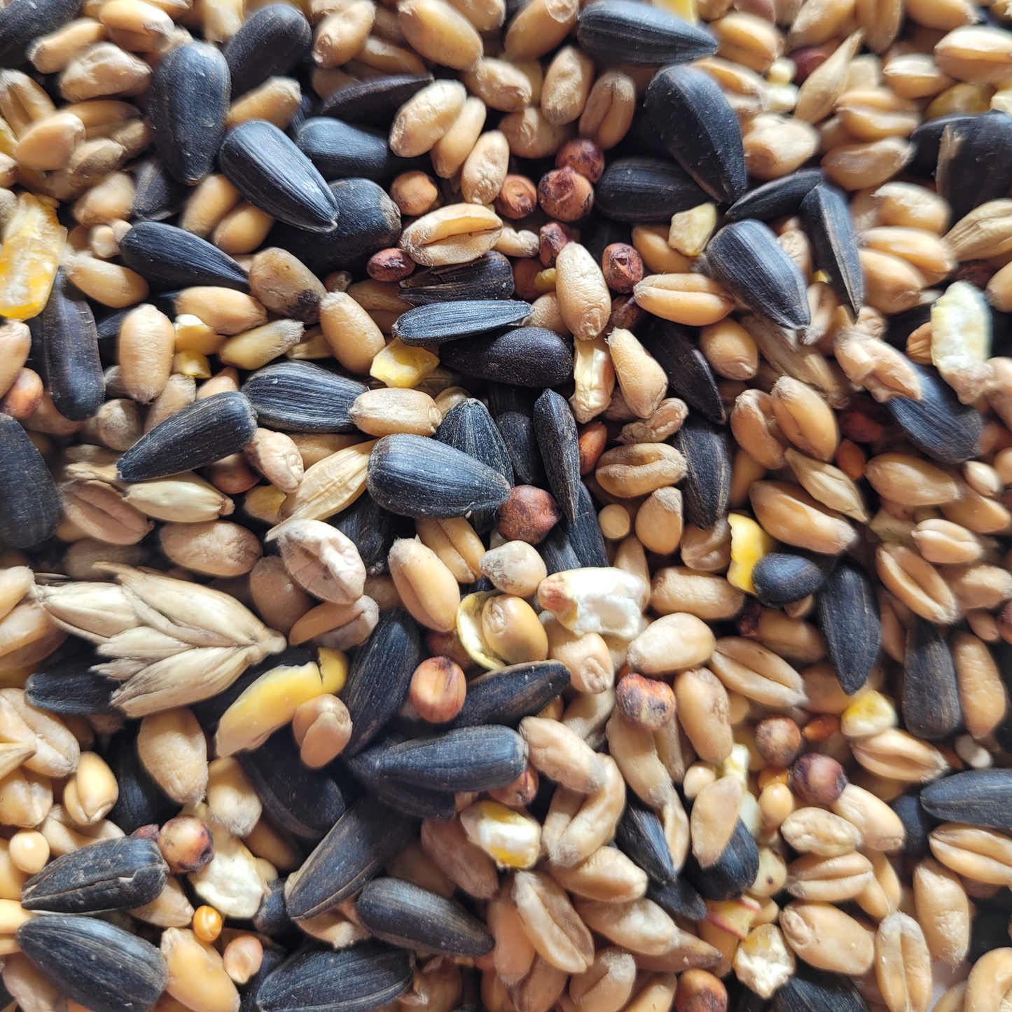Xtra Wild Bird Food with Aniseed