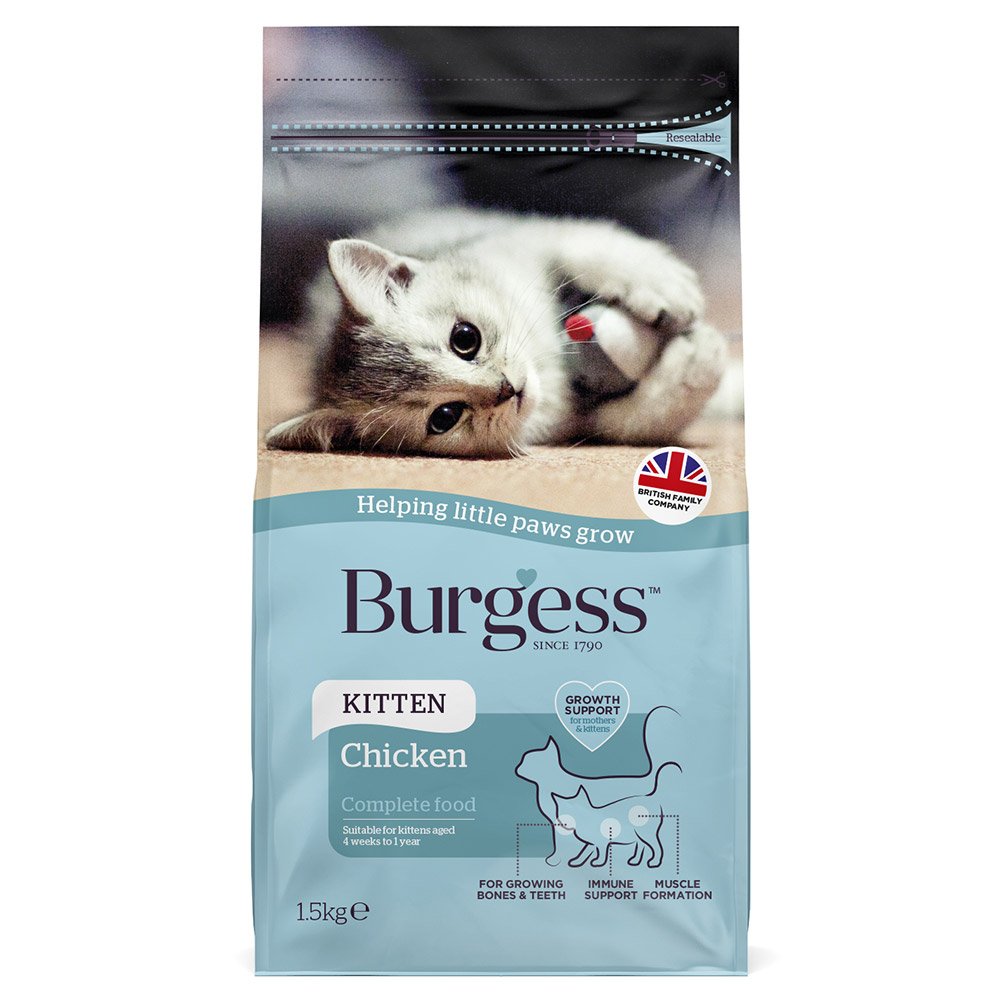 Burgess - Kitten