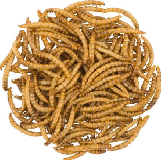 Dried Mealworms